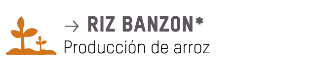  p riz banzon* Producción de arroz 