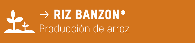  p riz banzon* Producción de arroz 